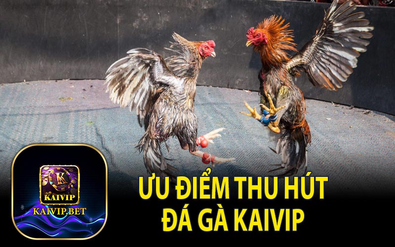 Ưu Điểm Thu Hút Đá Gà KaiVip